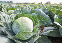 Прорыв в защите урожая Новосибирские учёные создали эффективных микробов против колорадского жука proryv v zashhite urozhaya novosibirskie uchyonye sozdali effektivnyh mikrobov protiv koloradskogo zhuka-onlymainnews-ru-174374450600-0