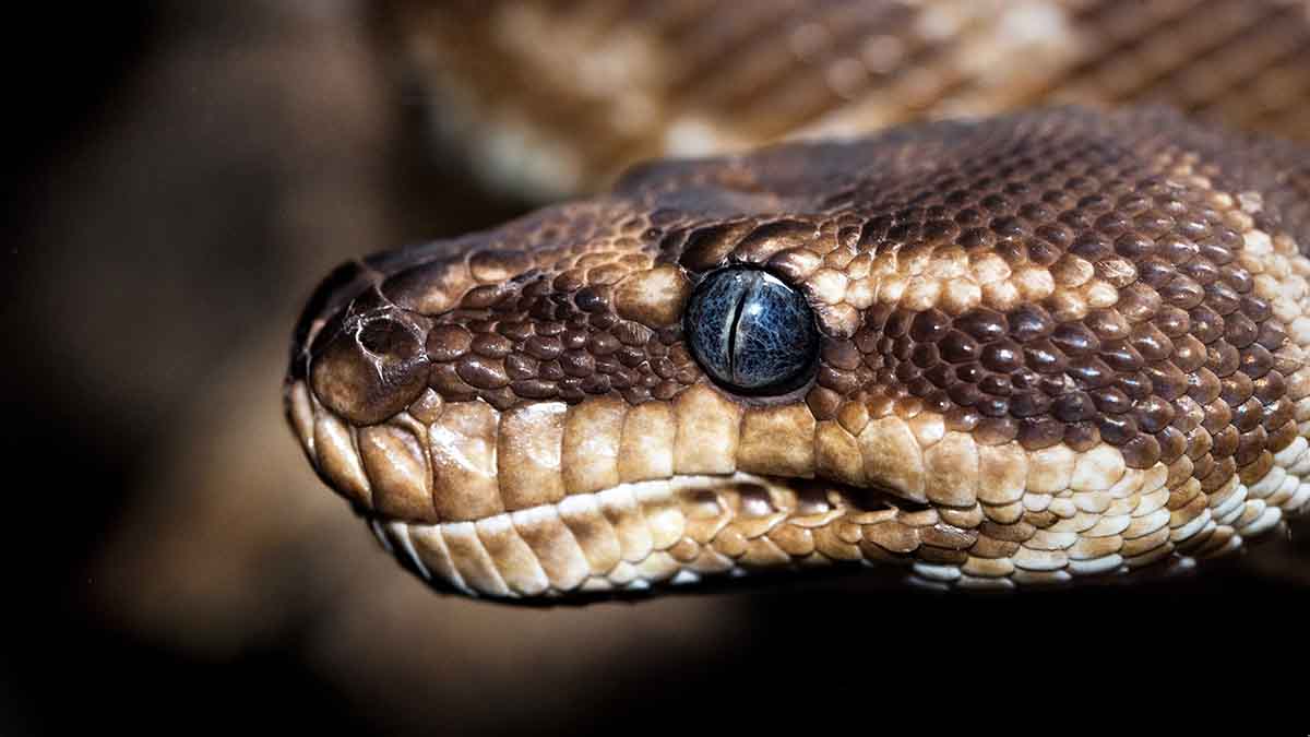 Питон наполовину проглотил женщину в Индонезии