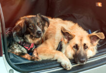 Собаки в багажнике авто в Кирове и новые правила Московского метрополитена TwoCuteAdorablePetsDogsLyingDownInCarTrunk