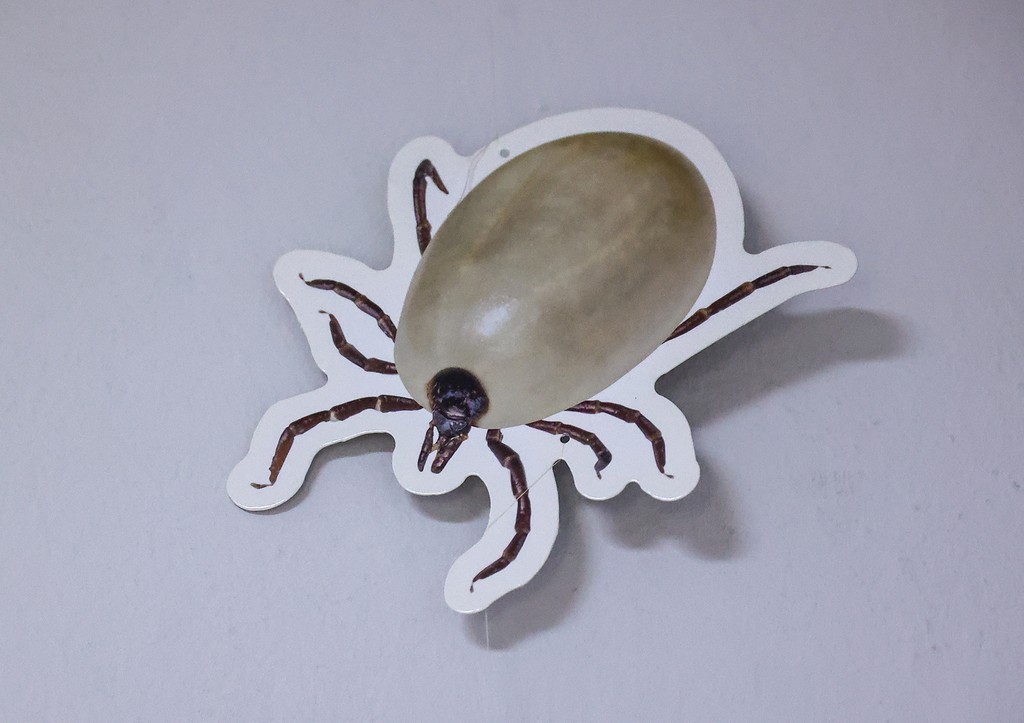 Педиатр перечислила фатальные ошибки при укусе клеща