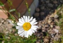 Светлый праздник Петра и Февронии - Традиции и запреты 8 июля svetlyj prazdnik petra i fevronii tradiczii i zaprety 8 iyulya-onlymainnews-ru-174481505300-0