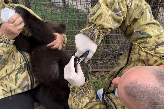 Вводная картинка