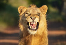 KWS в действии - Защита природы и безопасность в Национальном парке Найроби PortraitOfAYoungMaleAfricanLionpantheraLeoKruger