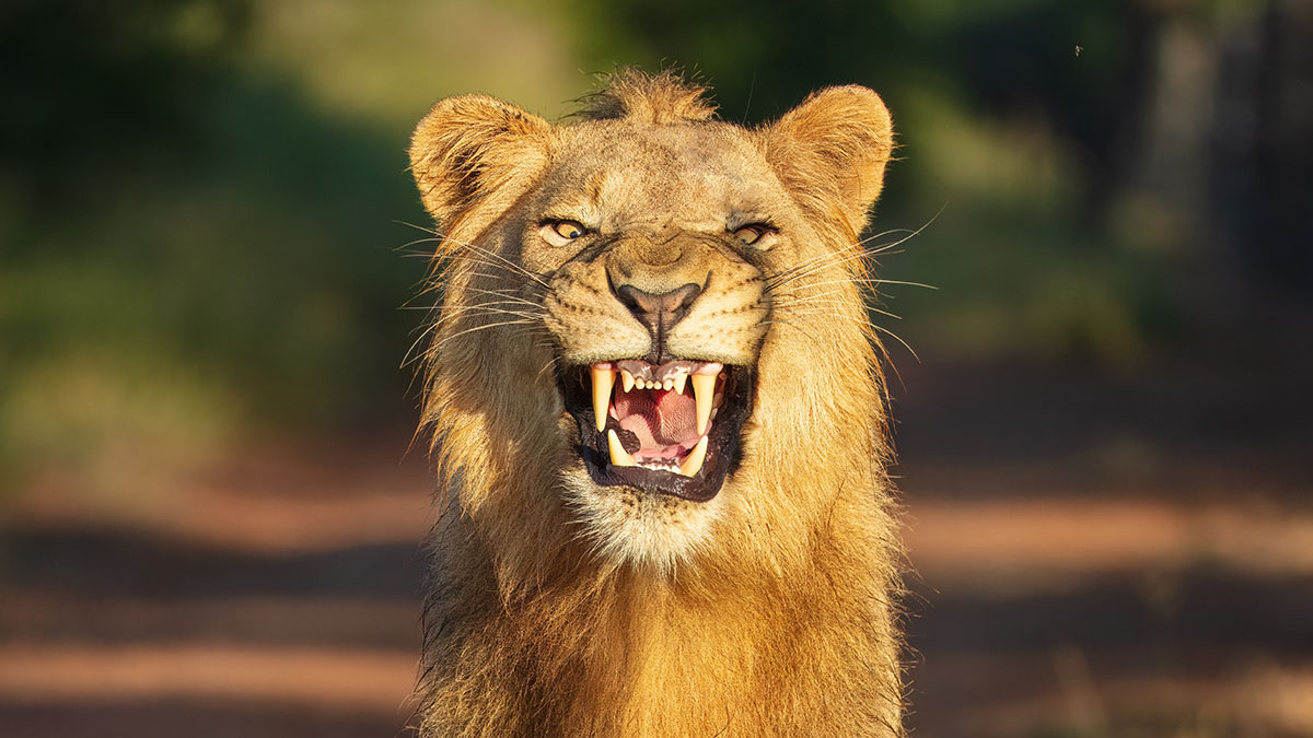 Утащил с ранчо: лев загрыз 14-летнюю девочку в Кении