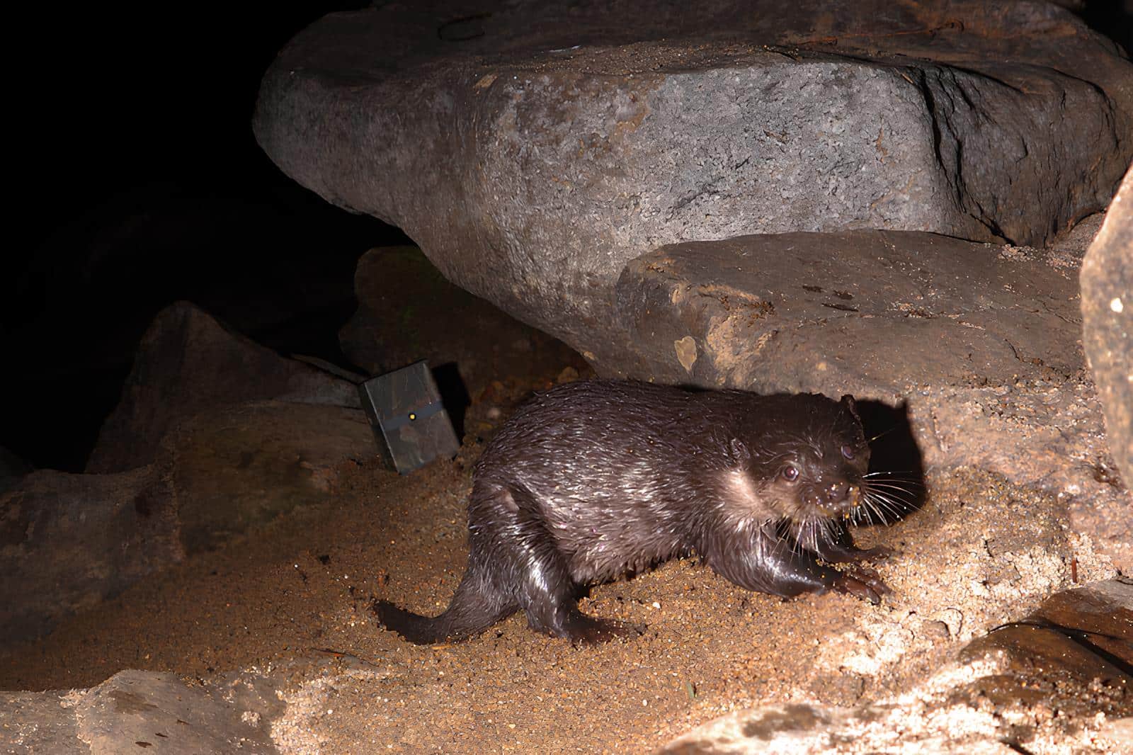 Владислав Ефремов и МФТИ внедряют YOLOv5-L6 и ResNeSt-101 для защиты животных через AI-фотоловушки-0