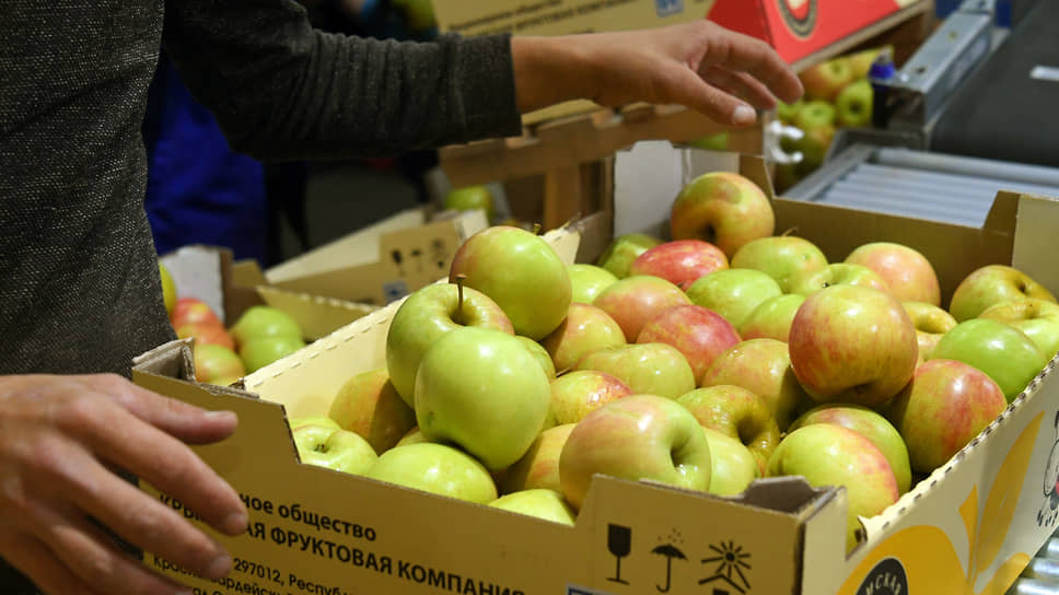 Аграрии России полны оптимизма благодаря новым теплицам для урожая 2025-0