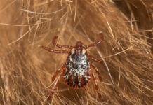 Александр Васильев рассказывает о защите кошек и собак от клещей aleksandr vasilev rasskazyvaet o zashhite koshek i sobak ot kleshhej-onlymainnews-ru-174618729300-0