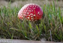 АльфаСтрахование и МГУ предупреждают о запрете на сбор некоторых грибов в России alfastrahovanie i mgu preduprezhdayut o zaprete na sbor nekotoryh gribov v rossii-onlymainnews-ru-174753545400-0