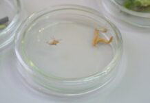 Биозащита урожая с использованием клопов Podisus и кубинских божьих коровок biozashhita urozhaya s ispolzovaniem klopov i kubinskih bozhih korovok-onlymainnews-ru-174651988500-0