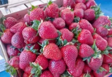 Егор Левин и эксперты НИУ ВШЭ обсуждают меры Минсельхоза по урожаю клубники egor levin i eksperty niu vshe obsuzhdayut mery minselhoza po urozhayu klubniki-onlymainnews-ru-174788337400-0