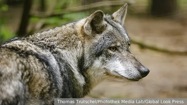 Colossal Biosciences опровергла воссоздание лютоволка