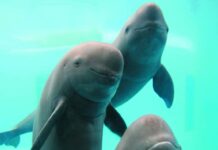 История династий Цин и Тан в стихах о восточноазиатских морских свиньях Янцзы istoriya dinastij czin i tan v stihah o vostochnoaziatskih morskih svinyah yanczzy-onlymainnews-ru-174653678600-0