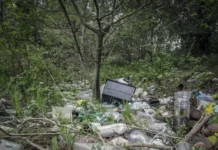 Иван Соловьёв объясняет, как забота о лесе помогает экологии и снижает штрафы ivan solovyov obyasnyaet kak zabota o lese pomogaet ekologii i snizhaet shtrafy-onlymainnews-ru-174766160100-0