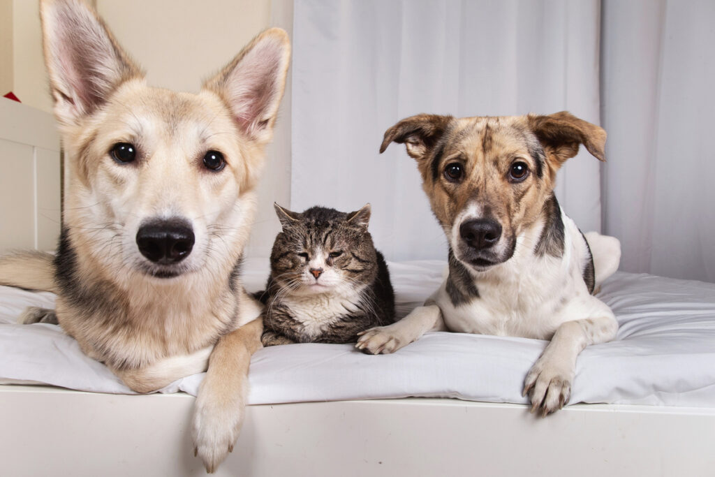 кошка между двух собак