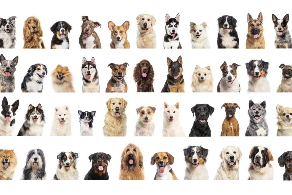 много разных пород собак