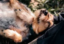 Сергей Лазарев и Анна Щербакова приглашают на выставку Фонда «Подарок судьбы» sergej lazarev i anna shherbakova priglashayut na vystavku fonda podarok sudby-onlymainnews-ru-174852441200-0