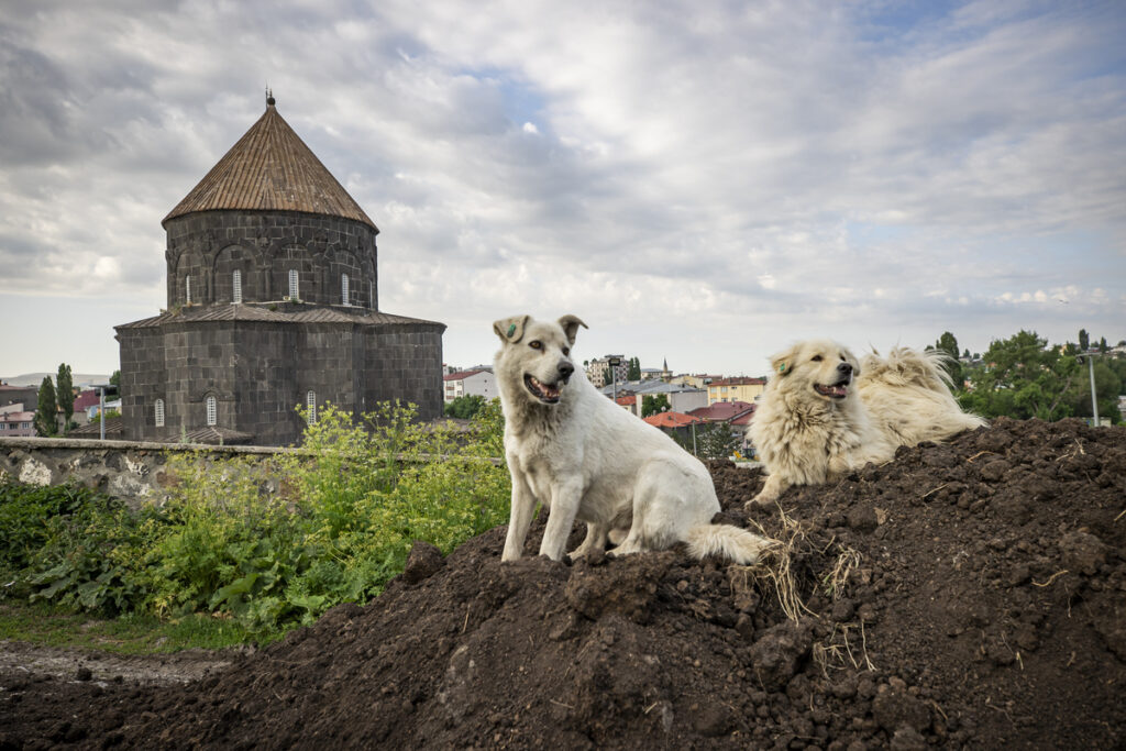 собаки на фоне города