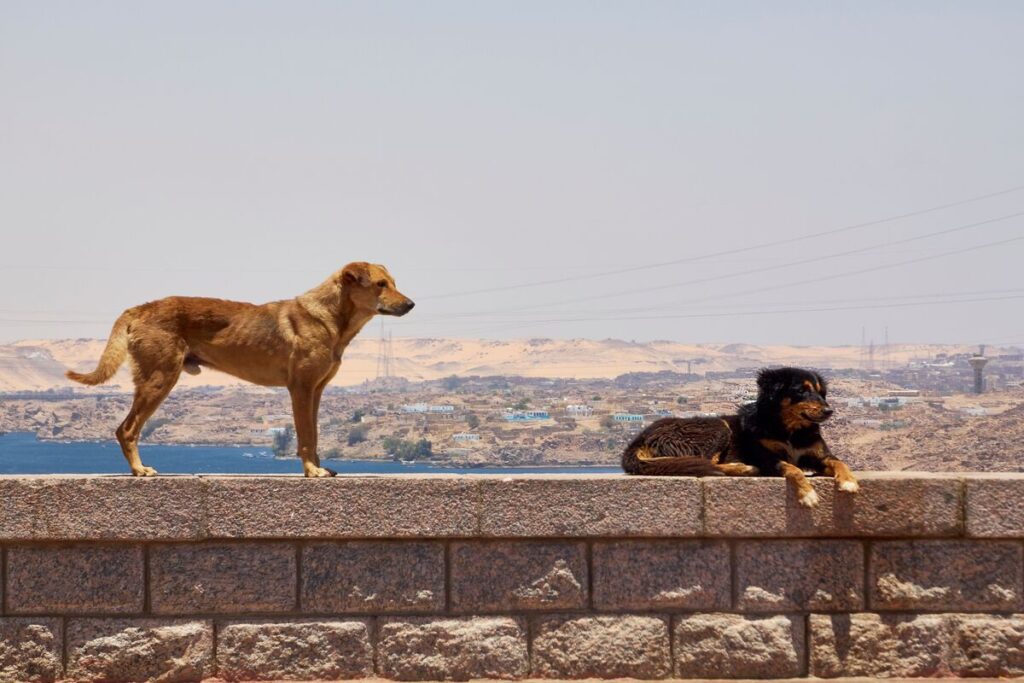 Собаки на каменной стене на фоне голубого неба и моря