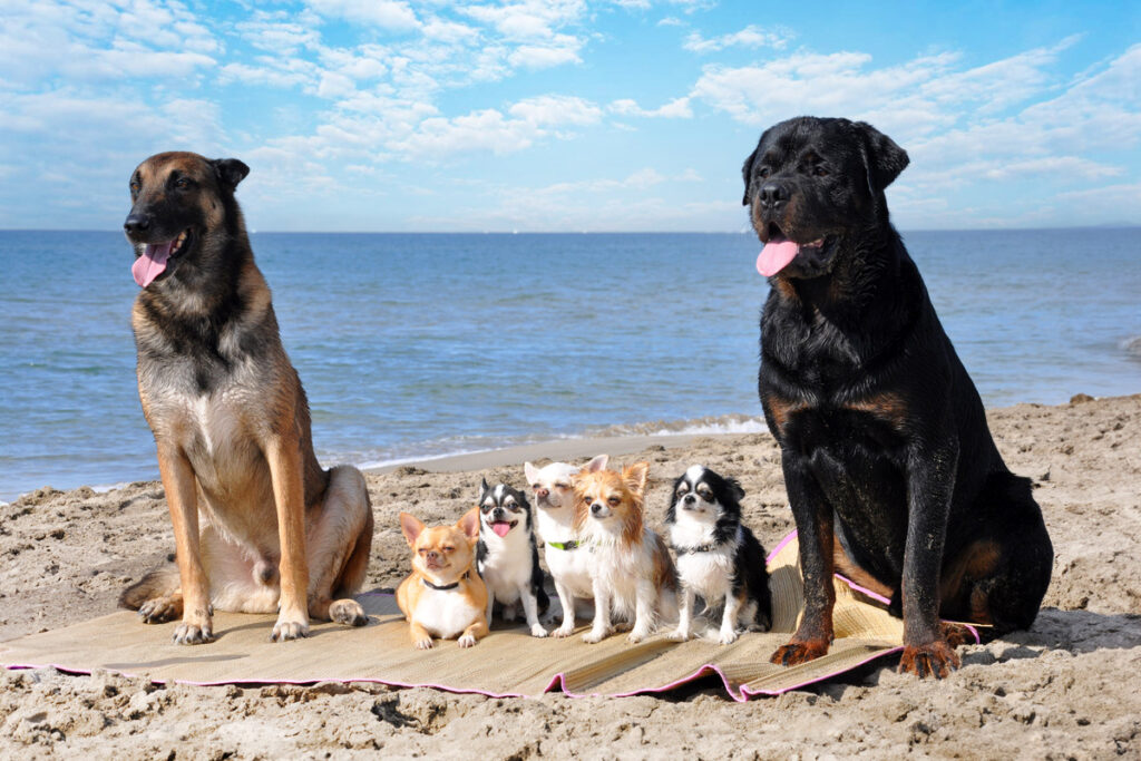 собаки на берегу моря