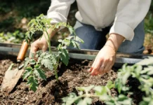 Советы от Октябрины Ганичкиной и прогнозы Гидрометцентра России для урожайного сезона sovety ot oktyabriny ganichkinoj i prognozy gidrometczentra rossii dlya urozhajnogo sezona-onlymainnews-ru-174766426000-0