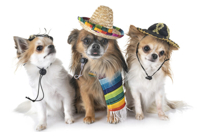 три чихуахуа