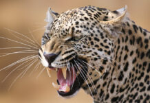 SnarlingLeopardPortraitInTheTimbavati