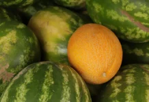 Ирина Писарева делится советами по безопасному употреблению арбузов и дынь irina pisareva delitsya sovetami po bezopasnomu upotrebleniyu arbuzov i dyn-onlymainnews-ru-0