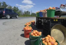Мария Золотарева из РТУ МИРЭА делится советами по выбору безопасных фруктов и ягод mariya zolotareva iz rtu mirea delitsya sovetami po vyboru bezopasnyh fruktov i yagod-onlymainnews-ru-0
