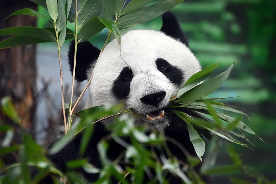 Панда Катюша