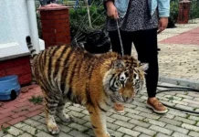 Спасение тигрицы Милаши и леопарда Джулии в СНТ «Мираж» Пушкинского округа spasenie tigriczy milashi i leoparda dzhulii v snt mirazh pushkinskogo okruga-onlymainnews-ru-0