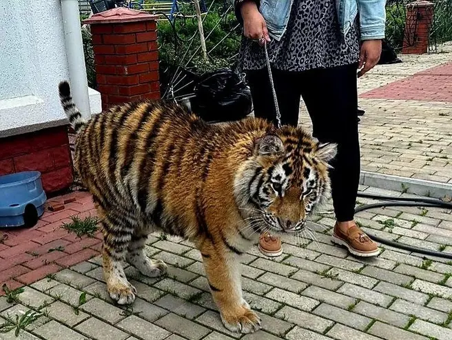 Тигрицу и леопарда изъяли из СНТ «Мираж» Пушкинского городского округа | Источник: Парк львов «Земля Прайда» / T.me