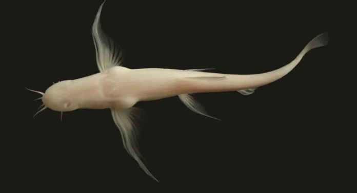 v yunnani otkryli unikalnye ryby i v peshherah-onlymainnews-ru-0