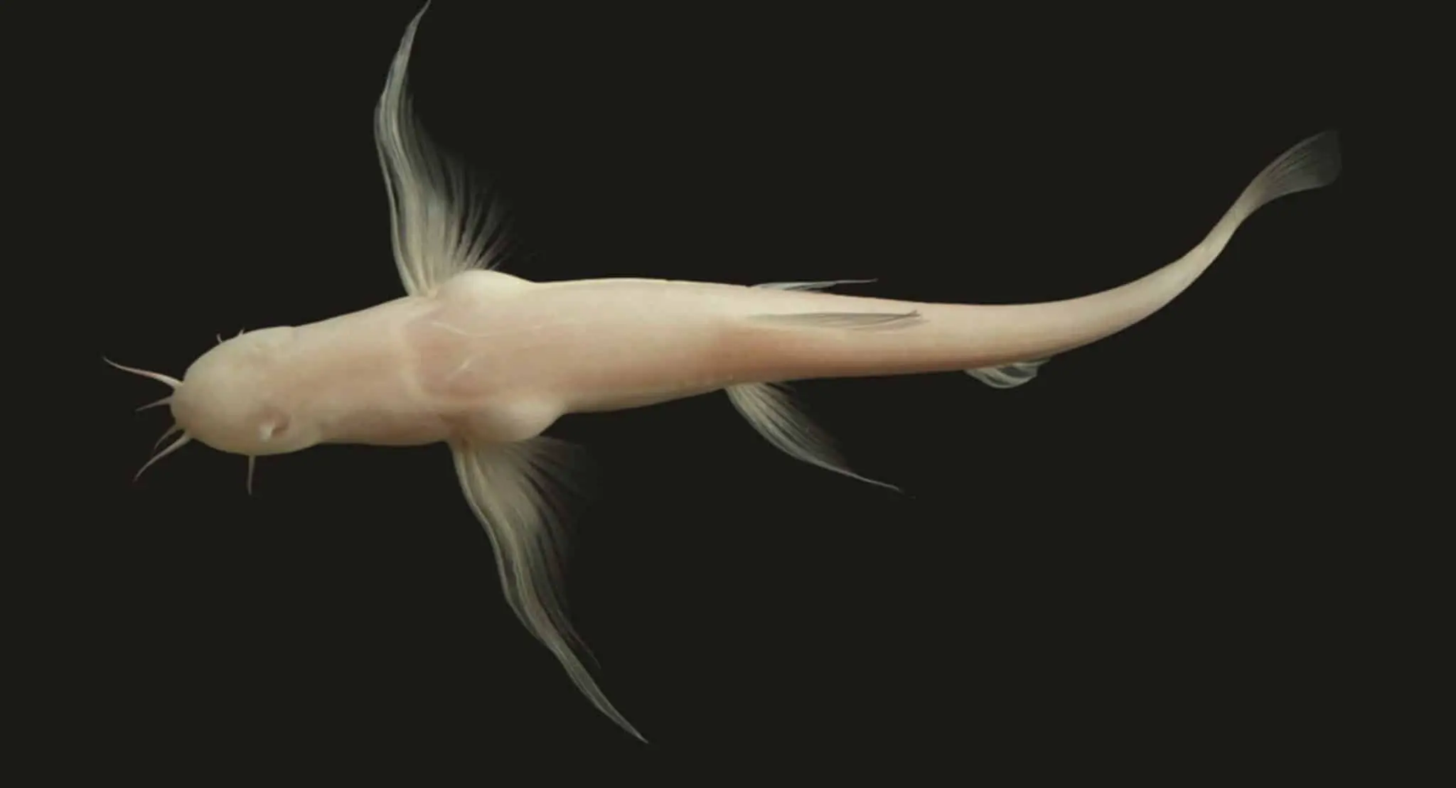 В Юньнани открыли уникальные рыбы Triplophysa yangi и wenshanensis в пещерах-0