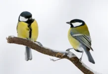 Большие синицы и малые пингвины — достижения The Wytham Tit Project bolshie siniczy i malye pingviny dostizheniya -onlymainnews-ru-0