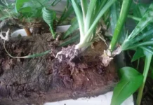 Санкт-Петербургский государственный университет технологий и дизайна вдохновляет будущее Арктики sanktpeterburgskij gosudarstvennyj universitet tehnologij i dizajna vdohnovlyaet budushhee arktiki-onlymainnews-ru-0