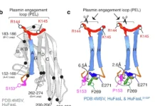 Влияние мутации на рак у людей в контексте Fas-лиганда и иммунотерапии vliyanie mutaczii na rak u lyudej v kontekste liganda i immunoterapii-onlymainnews-ru-0