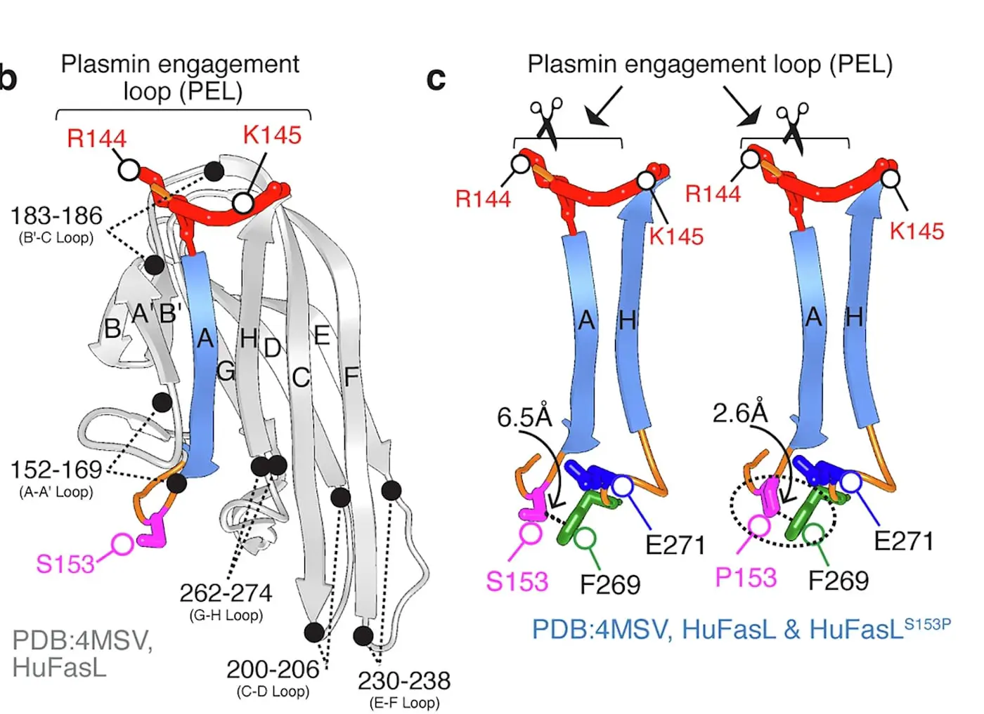 Влияние мутации на рак у людей в контексте Fas-лиганда и иммунотерапии-0