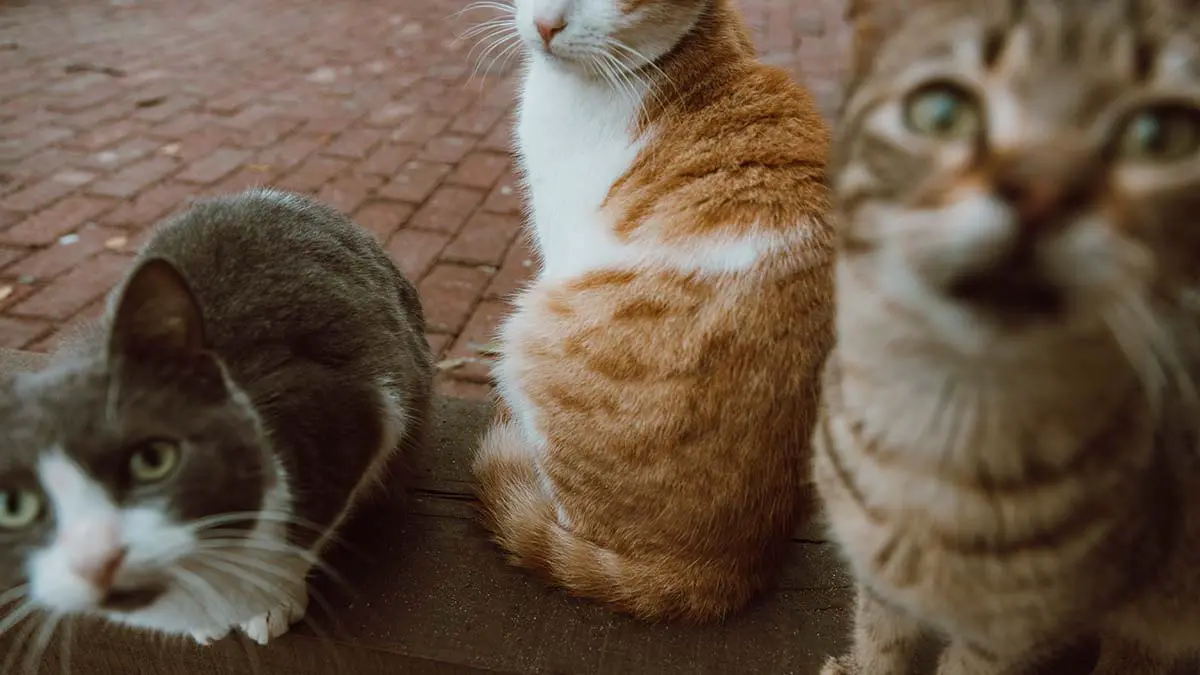 Солдаты в зоне СВО приютили кота и кошку и воспитывают их потомство