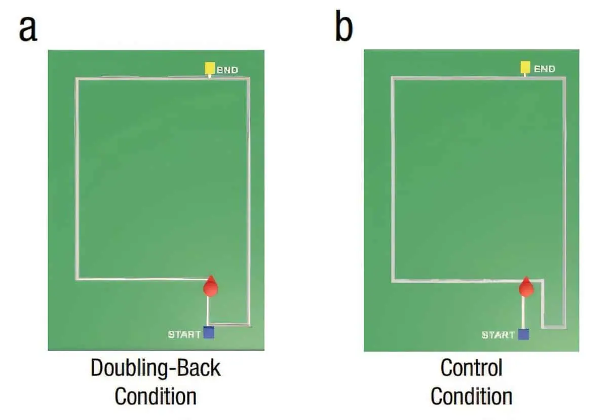 Как ученые Калифорнийского университета в Беркли выявили новое когнитивное искажение-0