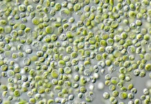 Мюнхенский университет начнет использовать <em>Chlorella vulgaris</em> для лунных миссий Артемиды myunhenskij universitet nachnet ispolzovat dlya lunnyh missij artemidy-onlymainnews-ru-0