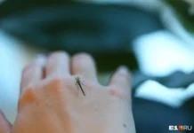 Роспотребнадзор уверено контролирует ситуацию с лихорадкой чикунгунья в Китае rospotrebnadzor uvereno kontroliruet situacziyu s lihoradkoj chikungunya v kitae-onlymainnews-ru-0