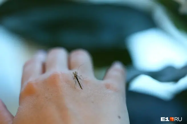 Лихорадка чикунгунья передаётся через укусы инфицированных комаров | Источник: Владислав Лоншаков / E1.RU