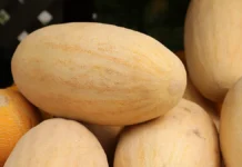 Советы Екатерины Демьяновской из «Гемотест» по выбору дыни sovety ekateriny demyanovskoj iz gemotest po vyboru dyni-onlymainnews-ru-0