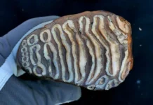 czentr paleogenetiki issleduet drevnejshuyu dnk i -onlymainnews-ru-0