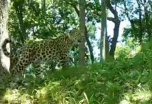 Дальневосточный леопард вернулся на Ольгинскую землю спустя полвека dalnevostochnyj leopard vernulsya na olginskuyu zemlyu spustya polveka-onlymainnews-ru-0