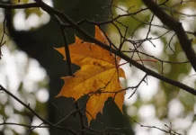 gidrometczentr rossii soobshhil o pogodnyh izmeneniyah i optimistichnom prognoze dlya evropy-onlymainnews-ru-0