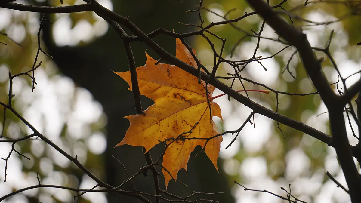 Температура ниже нормы зафиксирована на всей европейской части России