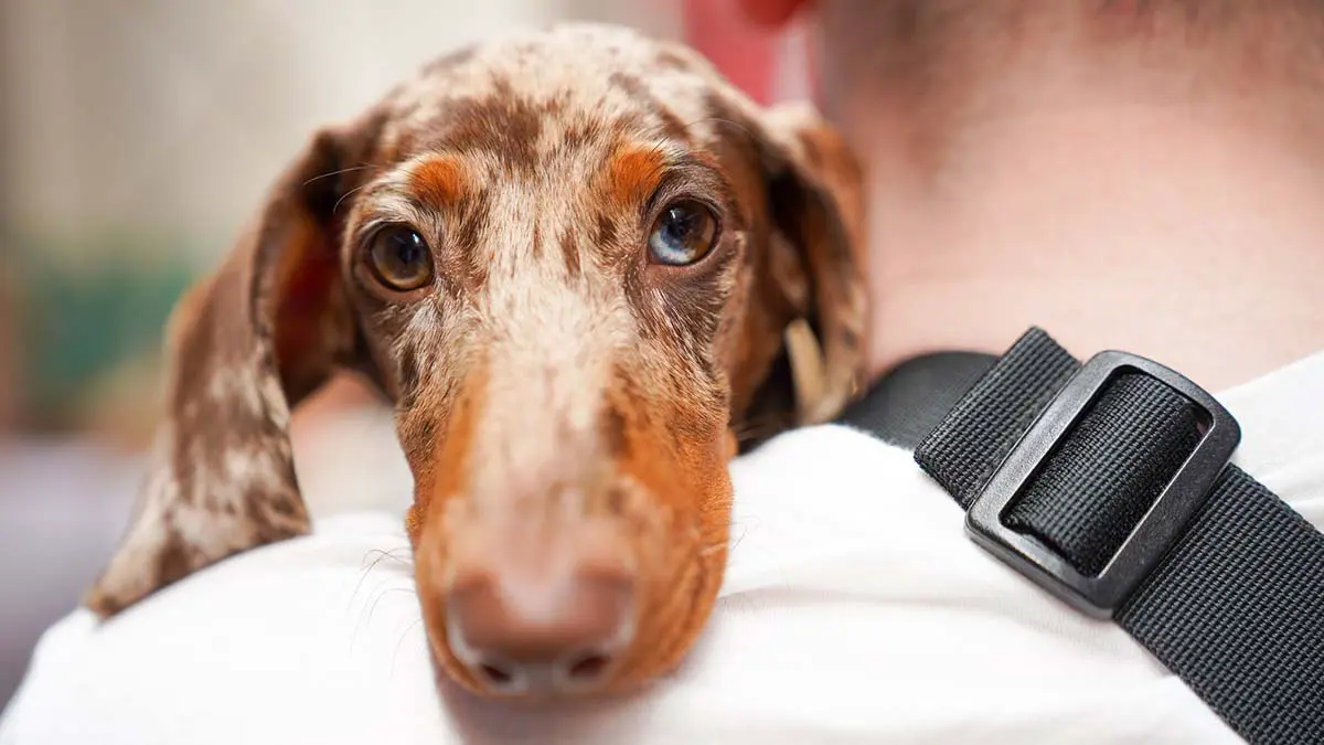 Россиянам хотят запретить ходить с собаками в магазины и другие учреждения