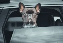 Новшества ГИБДД упростят жизнь водителям с 1 ноября благодаря автоматическому контролю ОСАГО novshestva gibdd uprostyat zhizn voditelyam s 1 noyabrya blagodarya avtomaticheskomu kontrolyu osago-onlymainnews-ru-0