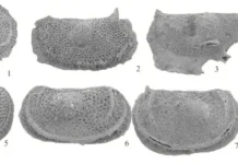 otkrytiya borisa popova i ego kolleg v institute neftegazovoj geologii-onlymainnews-ru-0